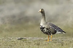 Greater White-fronted Goose (Anser albifrons)