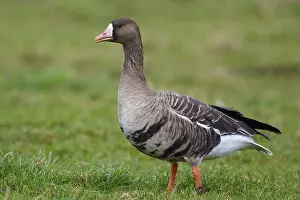 Greater White-fronted Goose (Anser albifrons)