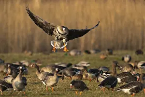 Greater white-fronted goose (Anser albifrons) approaching