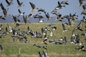 Greater white-fronted goose (Anser albifrons) and barnacle goose (Branta leucopsis)