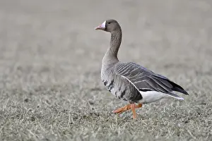 Greater White-fronted Goose (Anser albifrons) on field