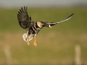 Greater White-fronted Goose (Anser albifrons) in flight