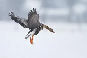 Greater White-fronted Goose (Anser albifrons) flying