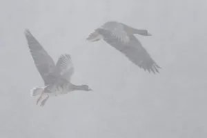Greater White-fronted Goose (Anser albifrons) flying in blowing snow