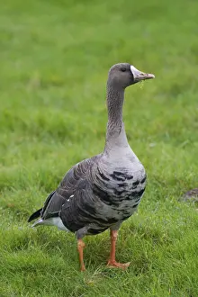 Greater white-fronted goose (Anser albifrons) foraging in the grasslands in autumn