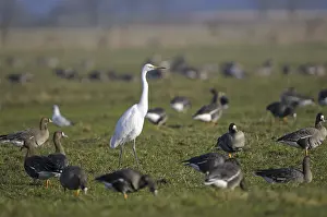 Greater white-fronted goose (Anser albifrons) and Great White Egret