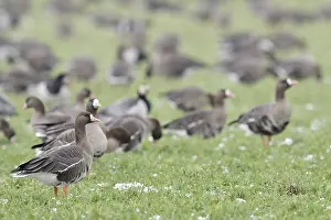 Greater White-fronted Goose (Anser albifrons) group on field
