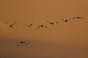 Greater White-fronted Goose (Anser albifrons) group flying