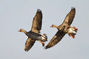 Greater White-fronted Goose (Anser albifrons) juvenile and adult flying
