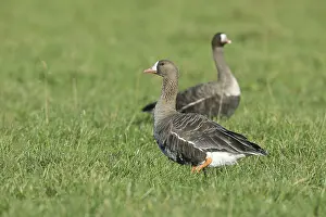 Greater white-fronted goose (Anser albifrons) Male standing in a meadow with female in the background