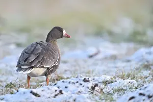 Greater White-fronted Goose (Anser albifrons) on snowy field