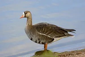 Greater White-fronted Goose Anser albifrons Tucson