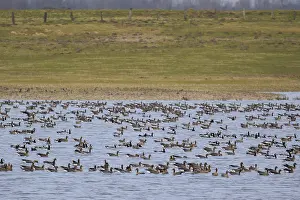 Greater White-fronted Goose & Barnacle Goose (Anser albifrons & Branta leucopsis)