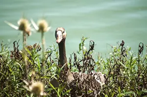 Greater white-fronted goose on greenery and pond water background