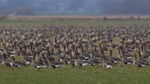 Greater White-fronted Goose & Taiga Bean Goose & Greylag Goose