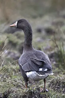 Greater White-fronted Goose, White-fronted Goose