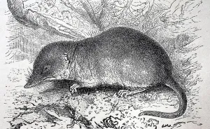 Greater white-toothed shrew (Crocidura russula)