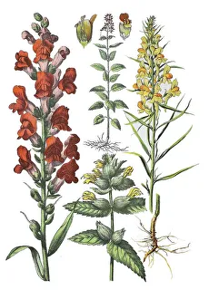 Greater yellow-rattle (Rhinanthus angustifolius)