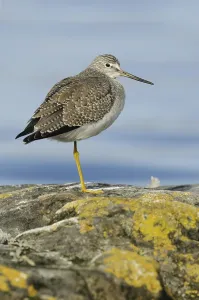 Greater Yellowlegs (Tringa melanoleuca)