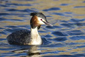 Grebe, Podiceps cristatus