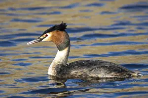 Grebe, Podiceps cristatus