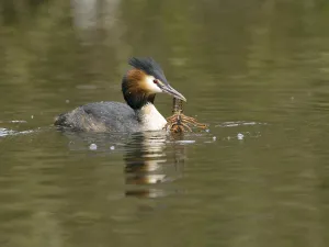 Grebe (Podiceps cristatus) with crayfish (Astacus astacus) in water