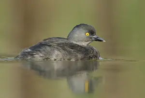 Least Grebe (Tachybaptus dominicus)