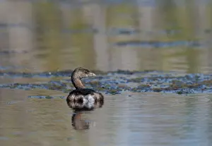 Least Grebe (Tachybaptus dominicus)