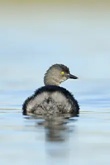 Least Grebe (Tachybaptus dominicus)