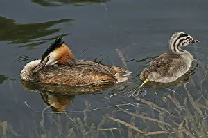 Grebe with young, Podiceps cristatus