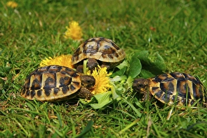 Greek tortoises eat dandelions (Testudo hermanni boettgeri)
