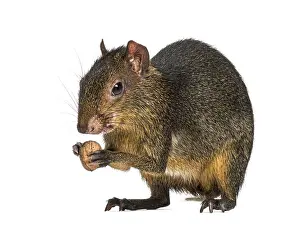 Green acouchi eating, Myoprocta pratti