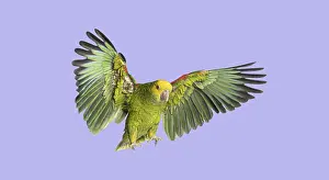 Green Amazon parrot flying with fully extended wings on a vibrant purple background