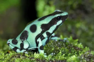 Green-and-black poison dart frog (Dendrobates auratus)