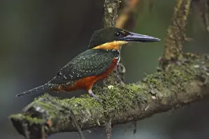 Green-and-rufous Kingfisher (Chloroceryle inda)