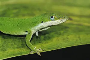 Green Anole (Anolis carolinensis)