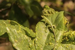 Green Anole (Anolis carolinensis)
