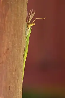 Green Anole (Anolis carolinensis)