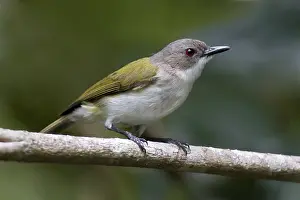 Green-backed Gerygone (Gerygone chloronota)