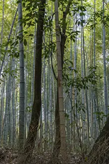 Green bamboo poles in dense forest with scattered trees