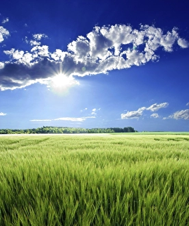 A green barley field in backlight with sun