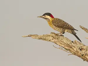 Green-barred Woodpecker (Colaptes melanochloros) female