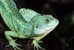Green Basilisk (Basiliscus plumifrons)
