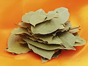 Green Bay Leaves Over Orange Tectile Background