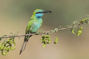 Green Bee-eater (Merops orientalis) with bee in its beak