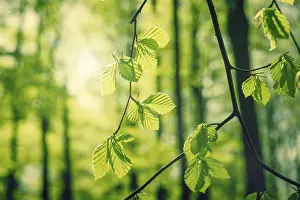 Green beech leaves in a forest at springtime