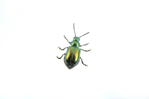 Green beelte isolated on a white background