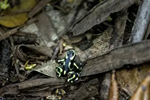 Green and black poison dart frog (Dendrobates auratus)