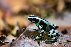 Green and black poison dart frog (Dendrobates auratus) on a leaf