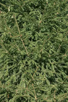 Green branches of spruce, plant background